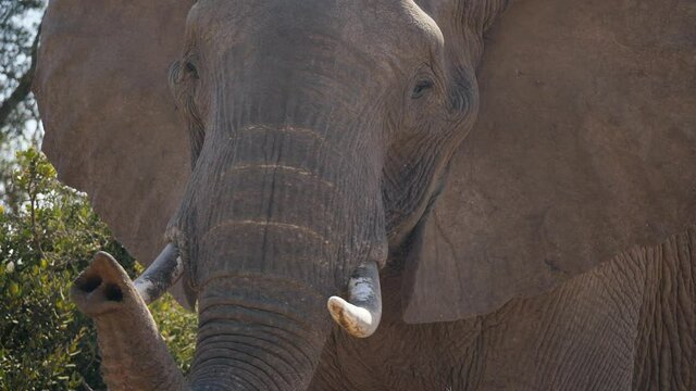 Huge wild elephant lifts trunk to smell camera