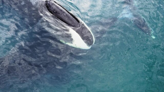 Bowhead whale family swimming together in calm blue ocean water, Aerial view of a pod of bowhead whale spouting. Whale watching of migrate Baleen whales in Shantar islands near forest. 6K downscale