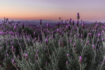 Naklejka premium Campo de Lavandas com montanhas no pôr do sol de Cunha, São Paulo