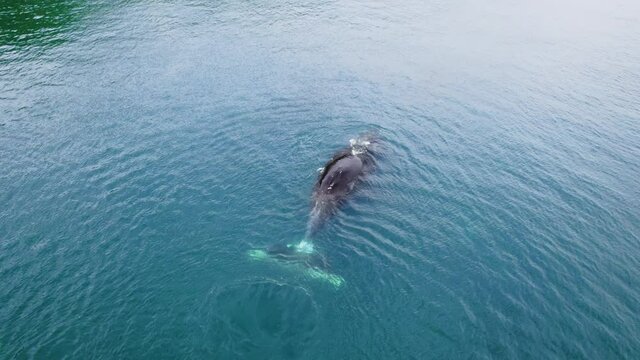 Bowhead whale swimming in calm blue ocean water, Aerial view of a pod of bowhead whale spouting. Whale watching of migrate Baleen whales in Shantar islands near forest. 6K downscale