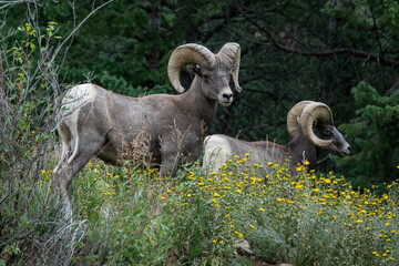 Fototapeta premium Closeup of two bighorn sheep with yellow flowers in the foreground