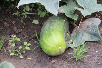 Cucumber On The Vine, U of A Botanic Gardens, Devon, Alberta