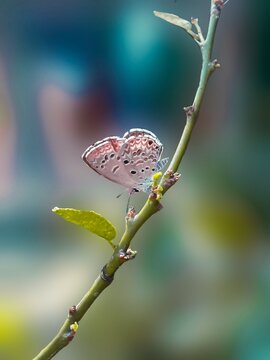 butterfly on a branch