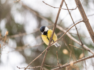 Cute bird Great tit, songbird sitting on a branch without leaves in the autumn or winter.