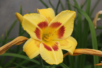 Fototapeta premium Yellow Daylily In Bloom, U of A Botanic Gardens, Devon, Alberta