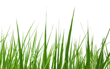 Fototapeta na wymiar Green rice leaves isolated on a white background