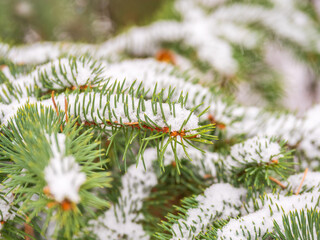 Naklejka na ściany i meble Background of green spruce branches in autumn or winter snowfall