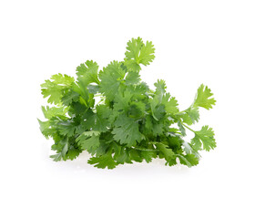 coriander leaves isolated on white background