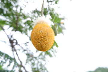 oranges on the tree, stink bean