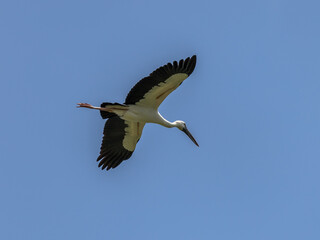 White stork in flight