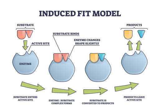 Induced fit model process explanation with enzyme active site and products outline diagram. Labeled educational substrate binding steps scheme with complex forms and conversion in scientific graph.