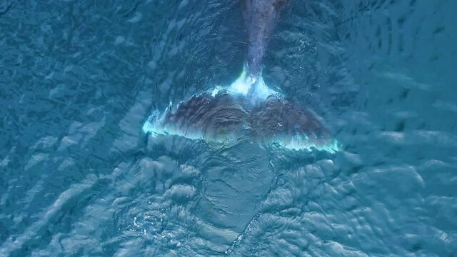 Tale of Bowhead whale swimming in calm blue ocean water, Aerial view of a pod of bowhead whale spouting. Whale watching of migrate Baleen whales in Shantar islands near forest. 6K downscale