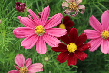 Obraz premium Augusts Flowrs, U of A Botanic Gardens, Devon, Alberta