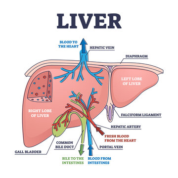 Liver structure and anatomical organ function explanation outline diagram. Educational labeled description about blood filtration, detoxification and regulation vector illustration. Inner flow scheme.