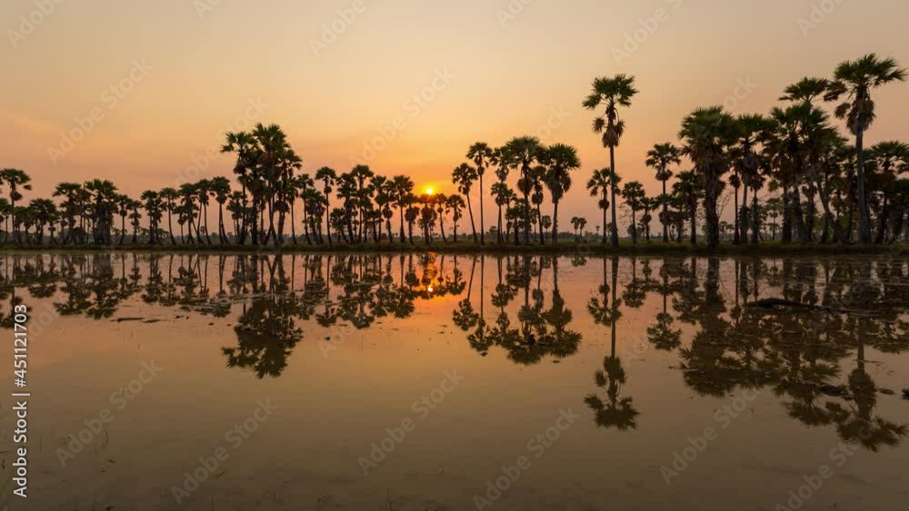 Wall mural aerial view of dong tan trees in green rice field in national park at sunset in sam khok district in
