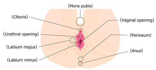 Obraz premium 女性外性器２