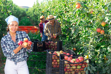 Positive asian woman farmer in blue headscarf picking red apples in fruit garden