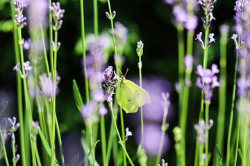 Beautiful yellow Gonepteryx rhamni or common brimstone butterfly on a purple lavender flower in a...