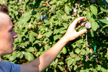 Fototapeta na wymiar a young guy plucks a ripe juicy plum from a branch