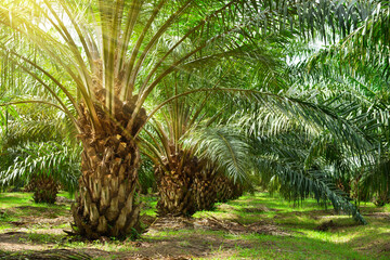 Palm oil plantation growing up.