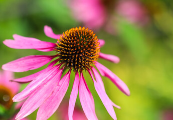 Echinacea purpurea, coneflower. Beautiful purple flowers with dew drops in the garden