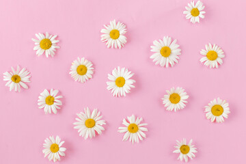 A beautiful white chamomile, daisy flowers on pale pink background. Holiday, wedding, birthday, anniversary concept. Flat lay, top view copy space. Minimal concept