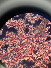 ascorbic acid crystals under microscope