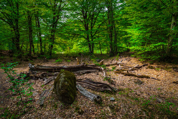 Fallen tree in mysterious green forest