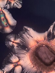 ascorbic acid crystals under microscope