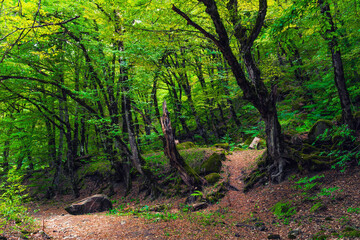 Beautiful mysterious green forest scene