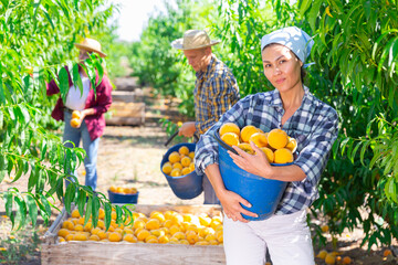 Woman standing amongst trees with bucket of yellow peaches. Her co-workers harvesting peaches behind.