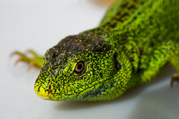 Sand lizard, Lacerta agilis. The male lizard in breeding green color. Macro.Small depth of sharpness.