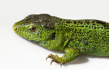 Sand lizard, Lacerta agilis. The male lizard in breeding green color on a white background.