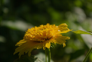 yellow dandelion flower