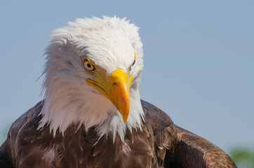 Bald Eagle Looking Down