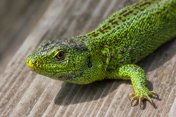 Sand lizard, Lacerta agilis. The male lizard  green color