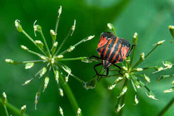 Graphosoma lineatum bug on plant background