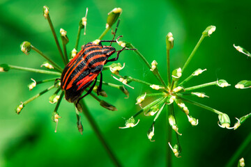 Graphosoma Lineatum . Shield bug. Macro. Small depth of sharpness.