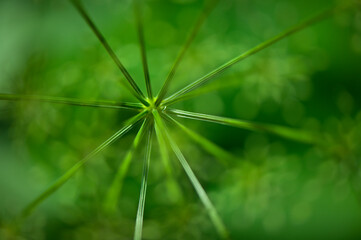 Star shaped formation in the centre of a green plant.Abstract green  color background.  (Soft focus).