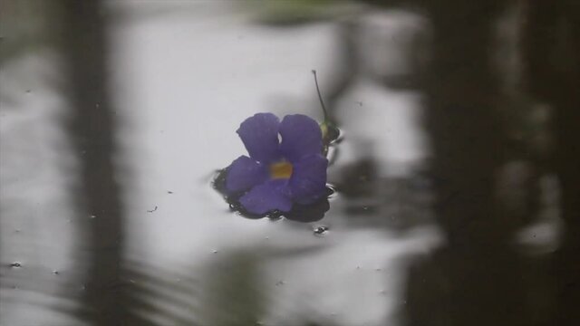 Thunbergia Erecta climbing flower on a pool of still water.