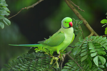 Rose Ringed Parakeet
