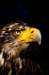 Sassy Young Bald Eagle Looking Up