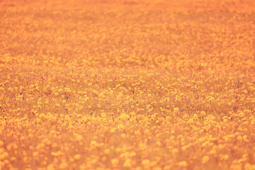 yellow dandelion field background, abstract panorama yellow flower blooming dandelions