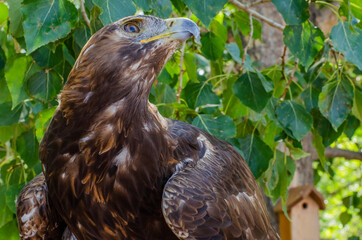 Golden Eagle In Front of a Tree