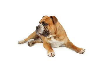 continental bulldog isolated on white background 