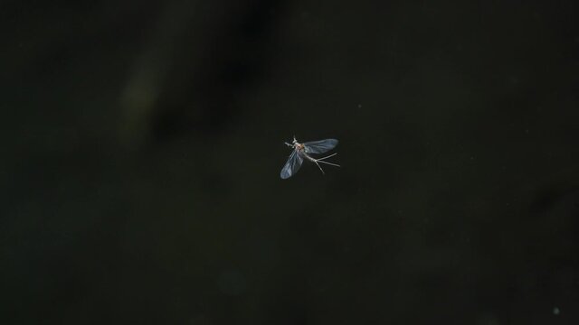 Mayfly that fell on the surface of the water.