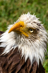 Bald Eagle Head Sideways Glance