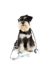 miniature schnauzer dog with stethoscope isolated on white 