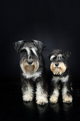 adult and puppy black and white schnauzer
