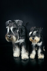 adult and puppy black and white schnauzer